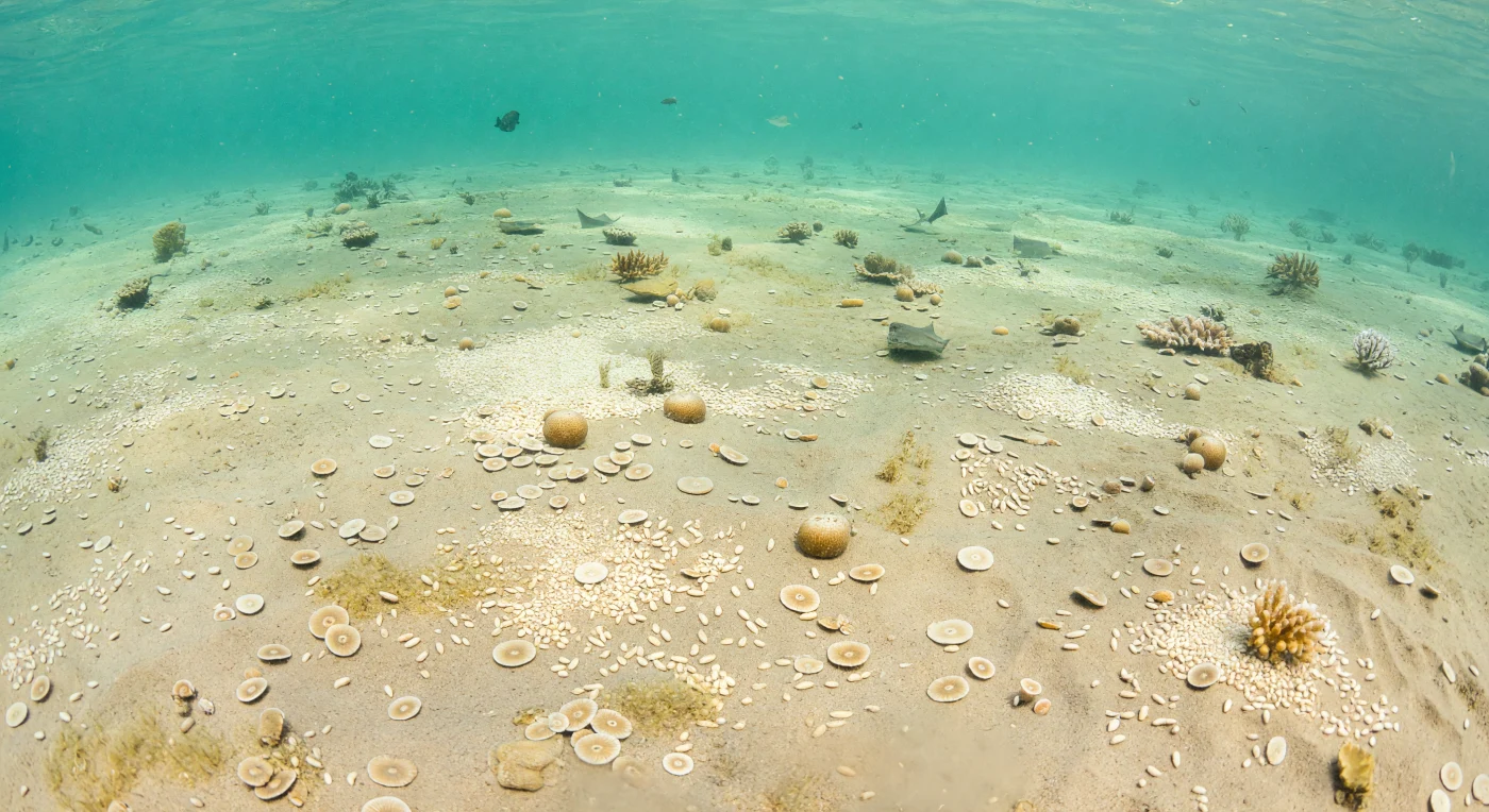 Sob um mar raso, quente e azul‑esverdeado da Tétis tropical, o fundo ilumina-se com milhões de foraminíferos gigantes: os discos em forma de moeda de Nummulites e os pequenos fusos alongados de Alveolina, misturados em lamas calcárias creme e mel, entre raros corais de mancha e pequenas raias. Esta paisagem é típica do Eoceno, há cerca de 56 a 34 milhões de anos, quando plataformas carbonatadas extensas prosperavam num mundo-estufa e estes protistas bentónicos ajudavam a construir vastos calcários marinhos. O que parece areia comum é, na verdade, uma imensa “fábrica” biológica de carbonato, testemunho de mares tropicais antigos hoje preservados em rochas desde o Mediterrâneo até ao Médio Oriente.