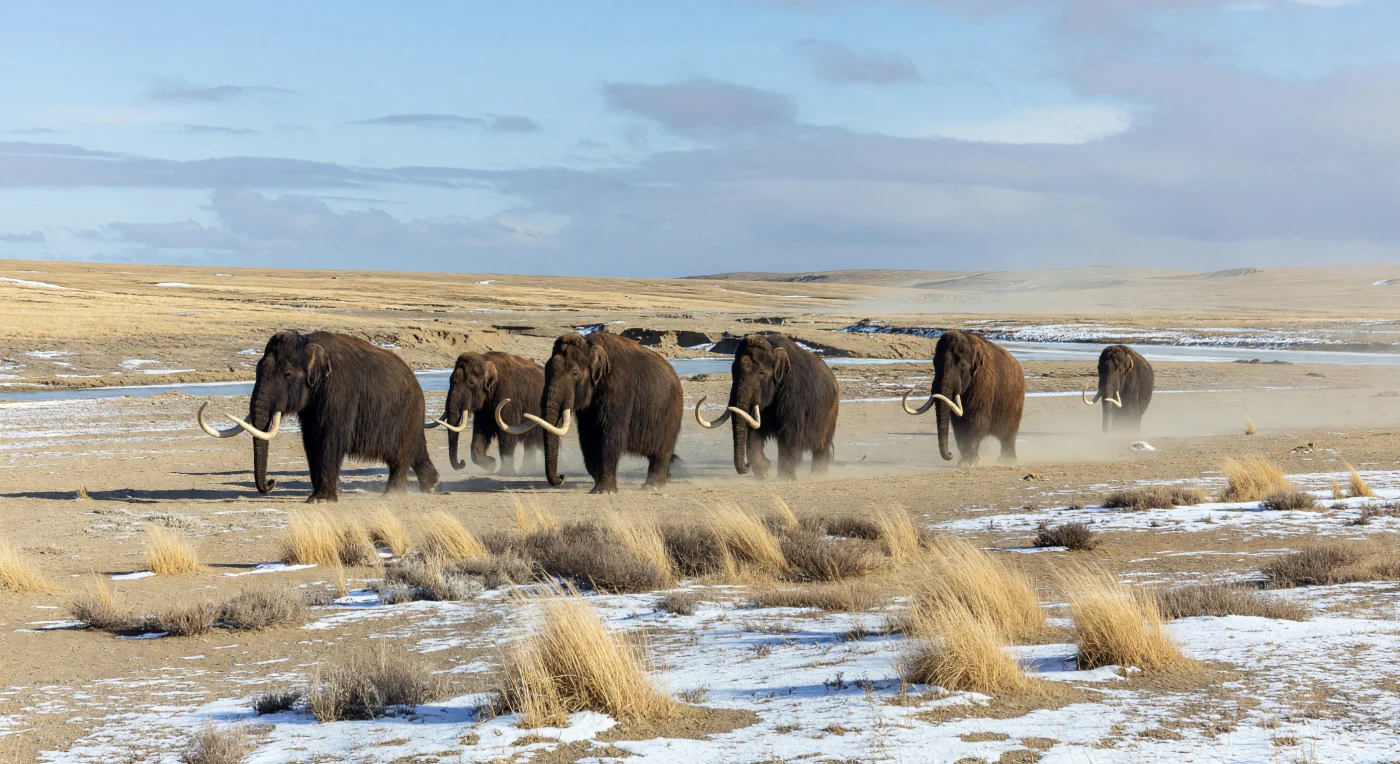 Unter kaltem, blauem Licht des Spätpleistozäns zieht eine kleine Herde Wollhaarmammute (Mammuthus primigenius) über eine windgepeitschte Lösssteppe, ihre dunklen zottigen Felle und bis zu 3 Meter langen, spiralig gebogenen Stoßzähne scharf gegen Staub, Schnee und fahles Gras gezeichnet. Solche offenen, trockenen und nährstoffreichen „Mammutsteppen“ prägten weite Teile Eurasiens während der letzten Eiszeit, besonders vor etwa 50.000 bis 15.000 Jahren, als Lössablagerung, saisonal gefrorene Böden und starke Winde diese Landschaft formten. Zwischen Federgräsern (Stipa) und Beifuß (Artemisia) lebten hier neben Mammuten auch Steppenbisons, Wildpferde und Wollnashörner – eine ganze Großtierwelt, angepasst an Kälte, Trockenheit und die gewaltige Weite der Eiszeit.